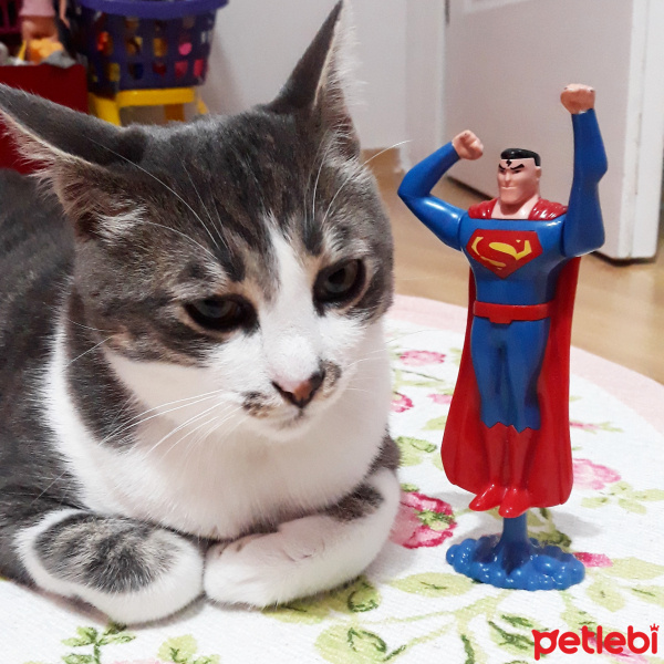 Tekir Kedi, Kedi  Barut fotoğrafı