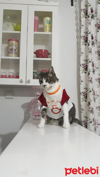 Tekir Kedi, Kedi  Barut fotoğrafı
