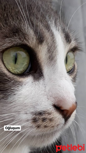 Tekir Kedi, Kedi  Barut fotoğrafı