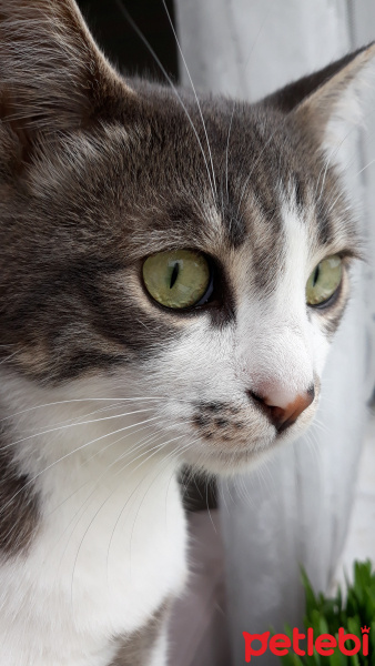 Tekir Kedi, Kedi  Barut fotoğrafı