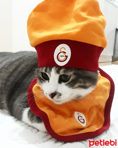 Tekir Kedi, Kedi  Barut fotoğrafı