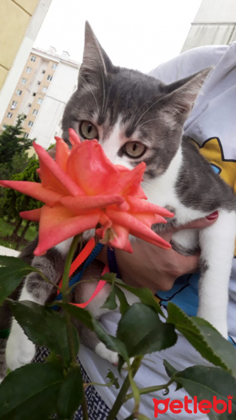 Tekir Kedi, Kedi  Barut fotoğrafı
