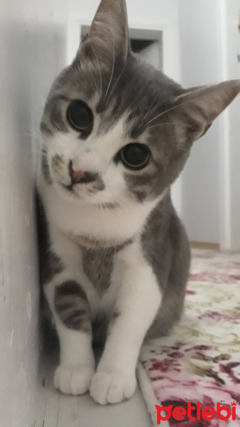 Tekir Kedi, Kedi  Barut fotoğrafı