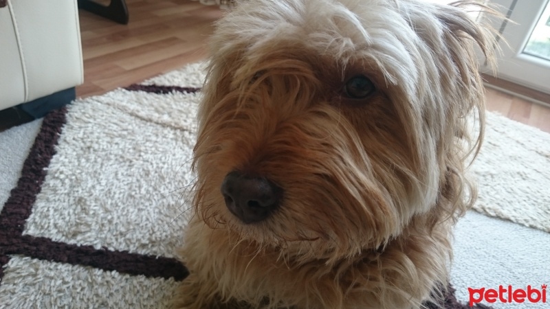 Norfolk Terrier, Köpek  Tarçın fotoğrafı
