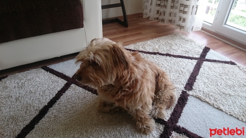 Norfolk Terrier, Köpek  Tarçın fotoğrafı