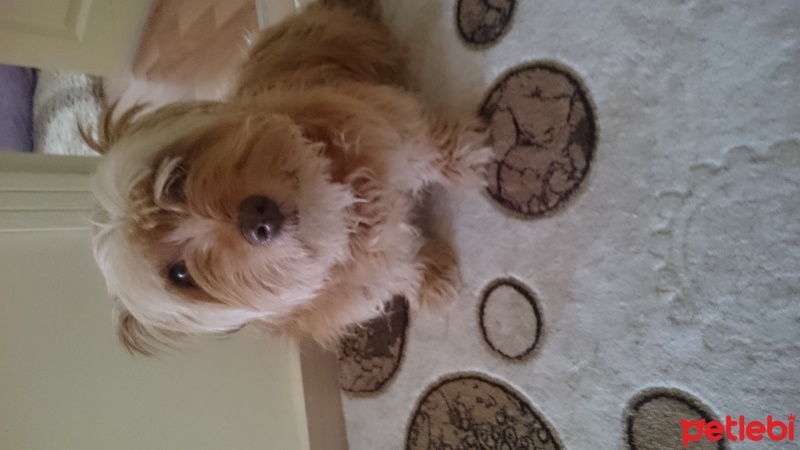 Norfolk Terrier, Köpek  Tarçın fotoğrafı