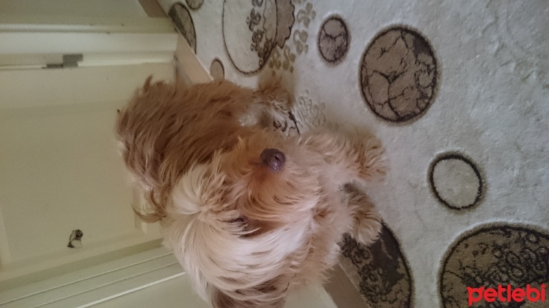Norfolk Terrier, Köpek  Tarçın fotoğrafı