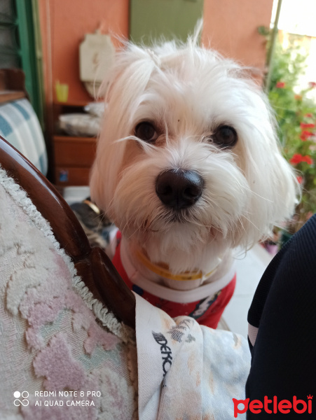 Maltese, Köpek  Pamuk fotoğrafı