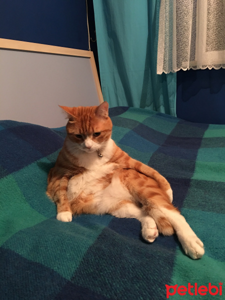 Sarman, Kedi  TARÇIN fotoğrafı