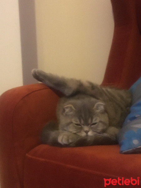 Scottish Fold, Kedi  Pamuk fotoğrafı