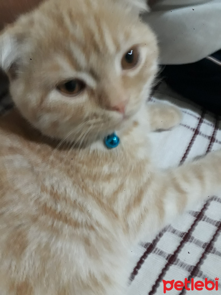 Scottish Fold, Kedi  Paşa fotoğrafı