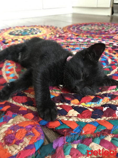 Tekir Kedi, Kedi  Zümrüt fotoğrafı