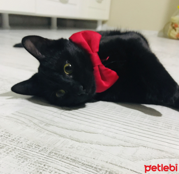 Tekir Kedi, Kedi  Zümrüt fotoğrafı