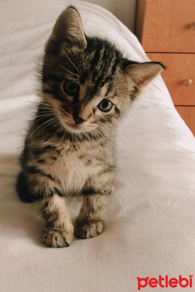 Somali, Kedi  Aslan fotoğrafı