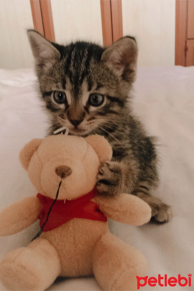 Somali, Kedi  Aslan fotoğrafı