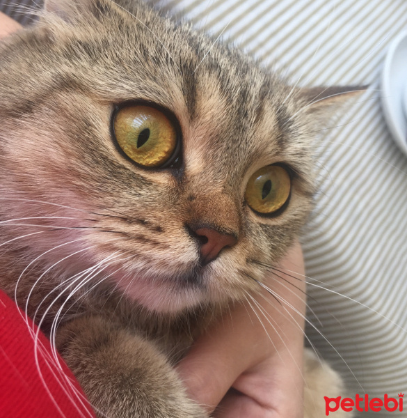 British Shorthair, Kedi  Mia fotoğrafı