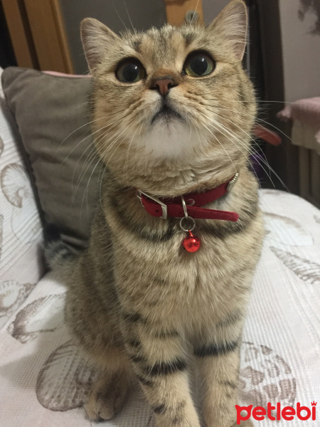 British Shorthair, Kedi  Mia fotoğrafı