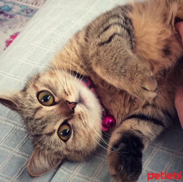 British Shorthair, Kedi  Mia fotoğrafı