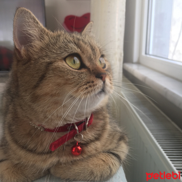 British Shorthair, Kedi  Mia fotoğrafı