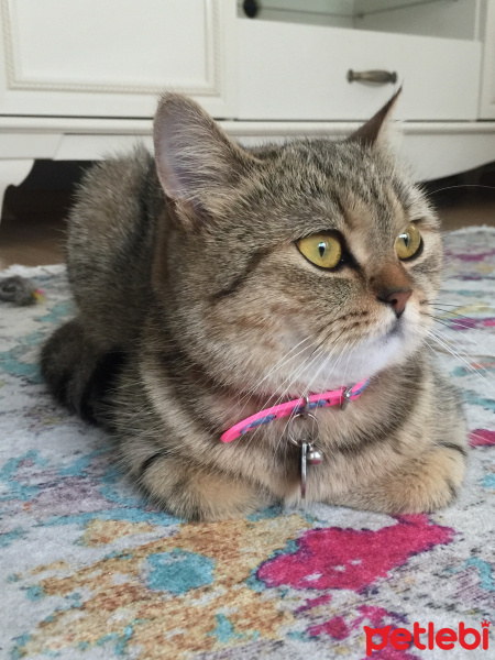British Shorthair, Kedi  Mia fotoğrafı