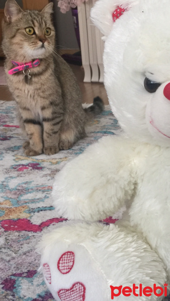 British Shorthair, Kedi  Mia fotoğrafı