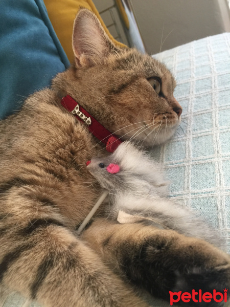 British Shorthair, Kedi  Mia fotoğrafı