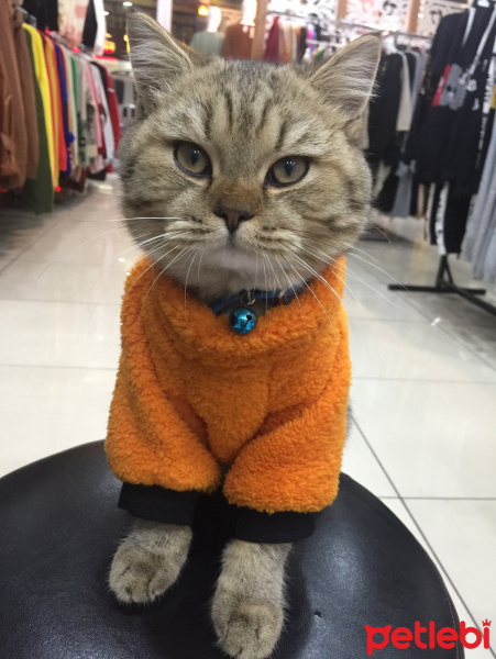 British Shorthair, Kedi  Mia fotoğrafı