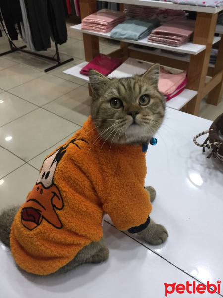 British Shorthair, Kedi  Mia fotoğrafı