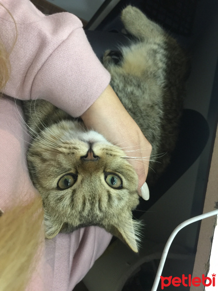 British Shorthair, Kedi  Mia fotoğrafı