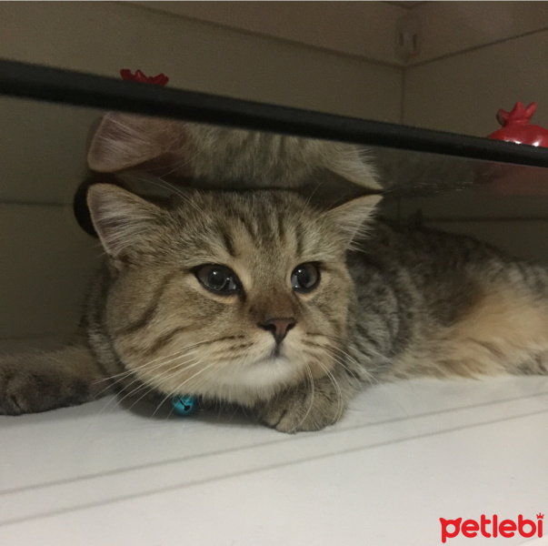 British Shorthair, Kedi  Mia fotoğrafı