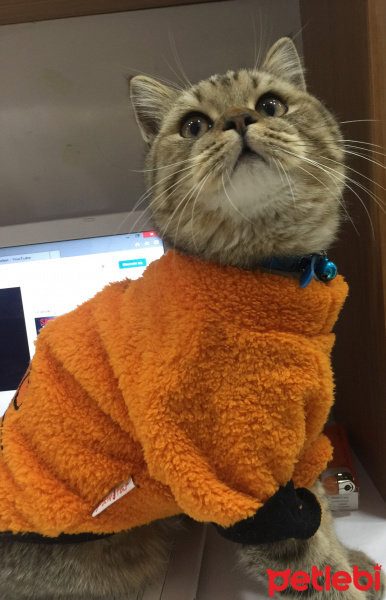 British Shorthair, Kedi  Mia fotoğrafı