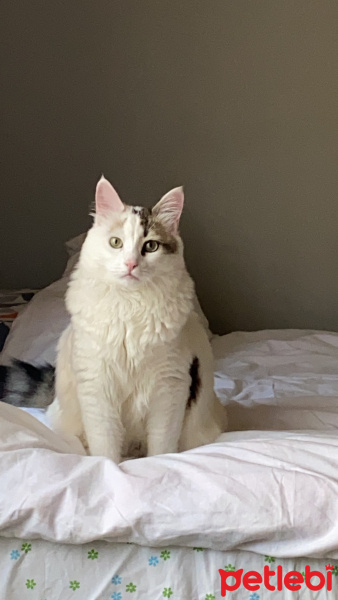 Tekir Kedi, Kedi  Lisa fotoğrafı