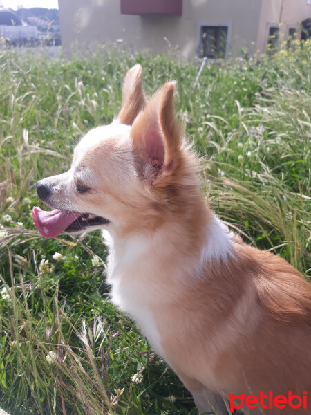 Chihuahua, Köpek  Köpük fotoğrafı