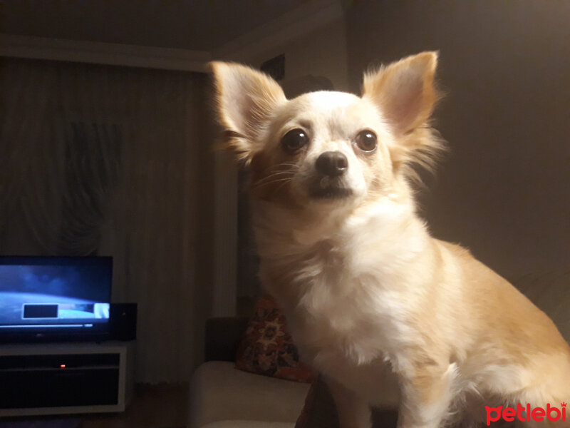 Chihuahua, Köpek  Köpük fotoğrafı