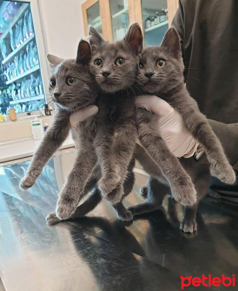 Mavi Rus, Kedi  lulu fotoğrafı