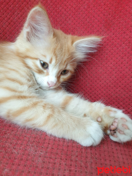 Sarman, Kedi  beppo fotoğrafı