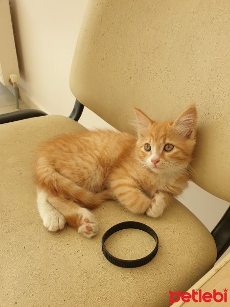 Sarman, Kedi  beppo fotoğrafı