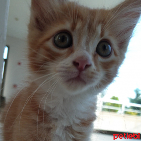 Sarman, Kedi  beppo fotoğrafı