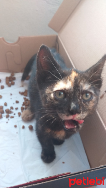 Abyssinian, Kedi  Adı yok sokakta buldum annesi yok fotoğrafı