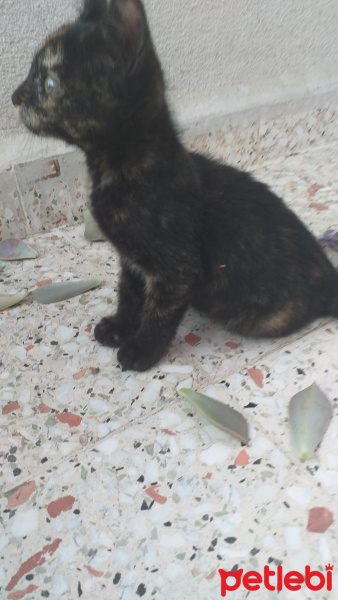 Abyssinian, Kedi  Adı yok sokakta buldum annesi yok fotoğrafı