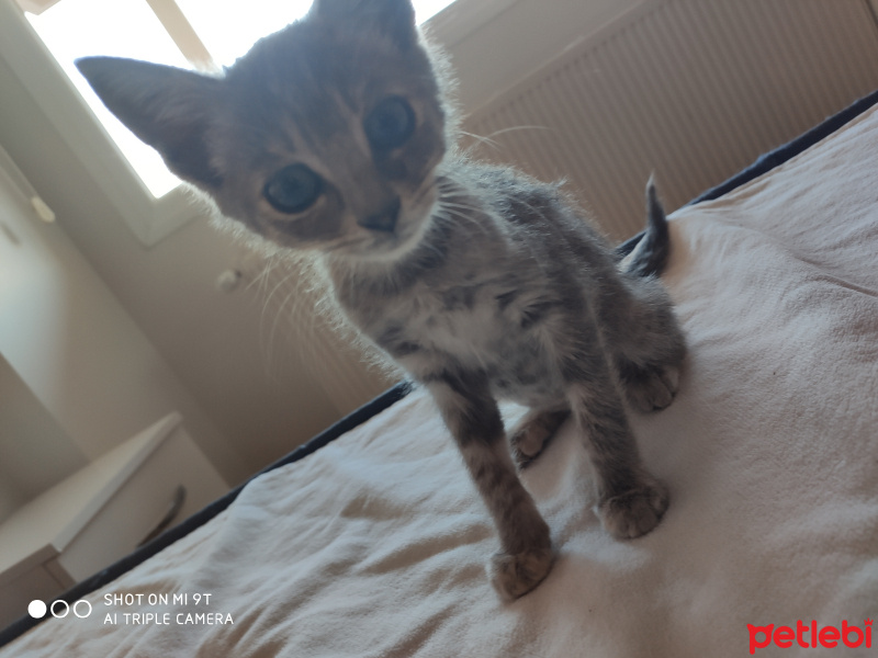 Tekir Kedi, Kedi  Luna fotoğrafı