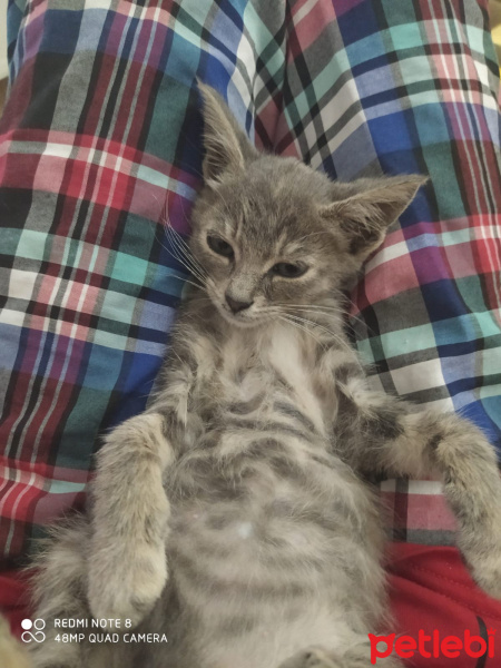 Tekir Kedi, Kedi  Luna fotoğrafı