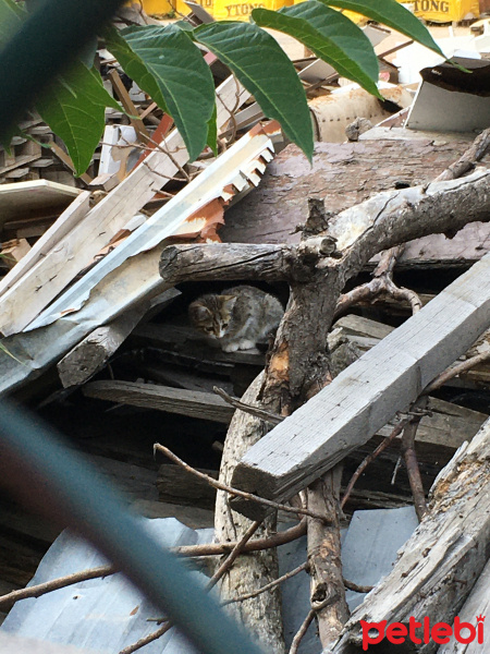 Tekir Kedi, Kedi  Oyuncuk fotoğrafı