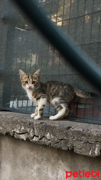 Tekir Kedi, Kedi  Oyuncuk fotoğrafı