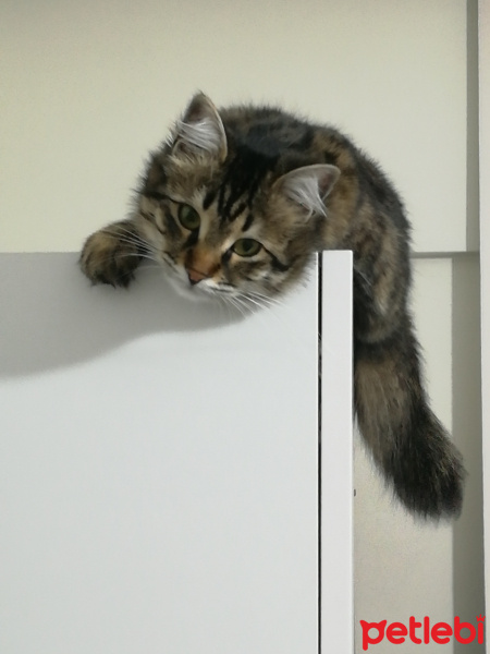 Tekir Kedi, Kedi  Nazlı Durusu fotoğrafı