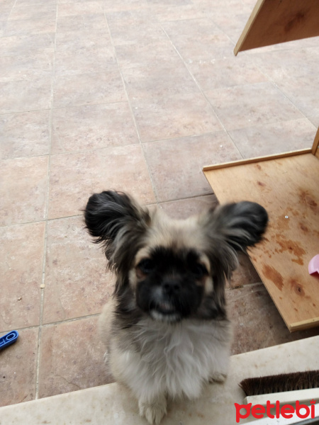 Pekingese, Köpek  Mişa fotoğrafı
