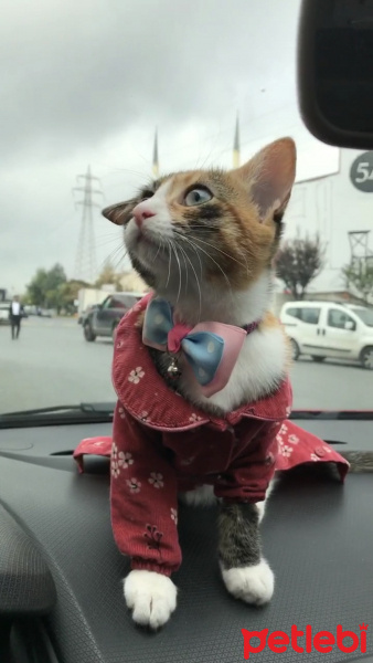 Tekir Kedi, Kedi  Şaşkın fotoğrafı