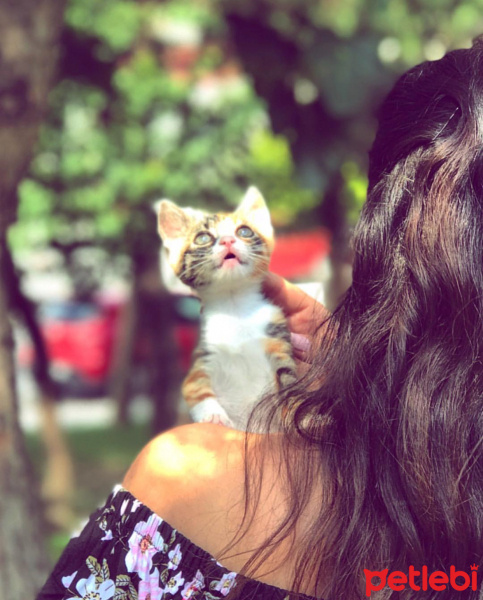 Tekir Kedi, Kedi  Şaşkın fotoğrafı