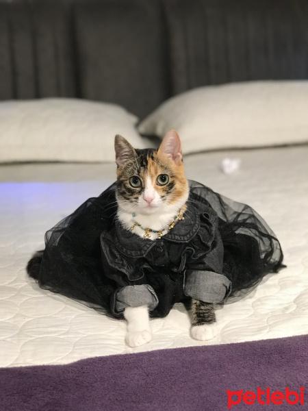 Tekir Kedi, Kedi  Şaşkın fotoğrafı