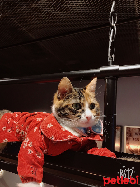 Tekir Kedi, Kedi  Şaşkın fotoğrafı